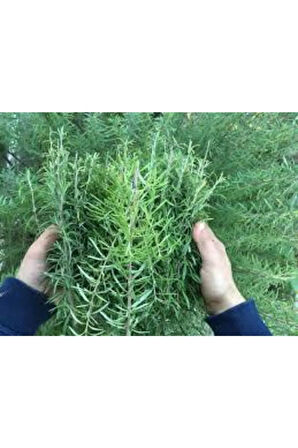 20 Adet Nadir Biberiye Bitkisi Tohumu Biberiye Hediye Sürpriz Hediye Tohumludur