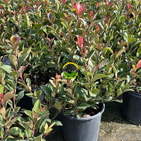 Bodur Alev Çalısı Fidanı (Photinia Fraseri Nana ‘Red Robin’)