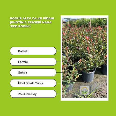 Bodur Alev Çalısı Fidanı (Photinia Fraseri Nana ‘Red Robin’)