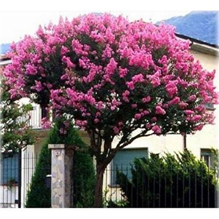 Fidan & Peyzaj - Oya Ağacı Fidanı / 50 - 60 cm. Boyda (Lagerstroemia İndica)