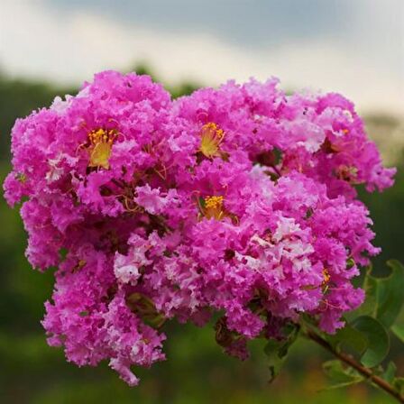 Fidan & Peyzaj - Oya Ağacı Fidanı / 50 - 60 cm. Boyda (Lagerstroemia İndica)