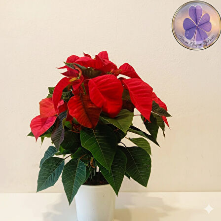 Büyük Boy Canlı Atatürk Çiçeği (Poinsettia) Kırmızı Yapraklı 40 cm Ev/Ofis Salon Bitkisi