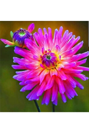 Çiçek Yetiştirme Seti: Dahlia, Ortanca, Karanfil Tohumu+Çiçek Coşturan+Solucan Gübreli Toprak+Saksı