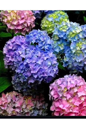 Çiçek Yetiştirme Seti: Dahlia, Ortanca, Karanfil Tohumu+Çiçek Coşturan+Solucan Gübreli Toprak+Saksı