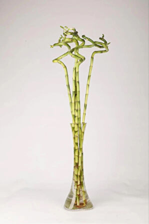 İthal Şans Bambusu 50-60 cm. 3 Adet