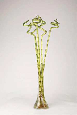 İthal Şans Bambusu 50-60 cm. 3 Adet