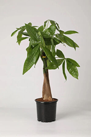 Pachira Aquatica 40-60 Cm. Örgülü Gövdeli Para Ağacı Çiçeği