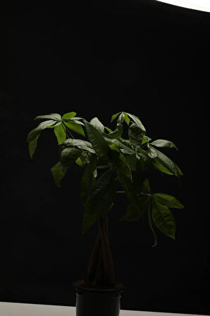 Pachira Aquatica 40-60 Cm. Örgülü Gövdeli Para Ağacı Çiçeği