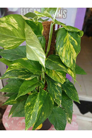 Epipremnum Aureum Pothos Sarmaşığı – 50-60 Cm Salon Bitkisi