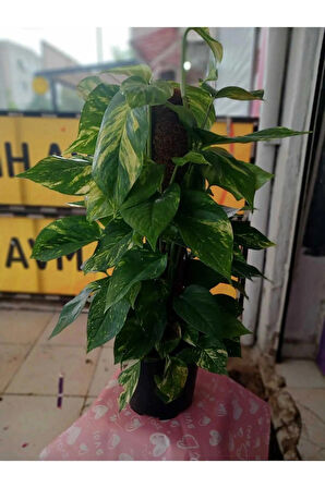 Epipremnum Aureum Pothos Sarmaşığı – 50-60 Cm Salon Bitkisi