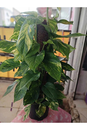 Epipremnum Aureum Pothos Sarmaşığı – 50-60 Cm Salon Bitkisi