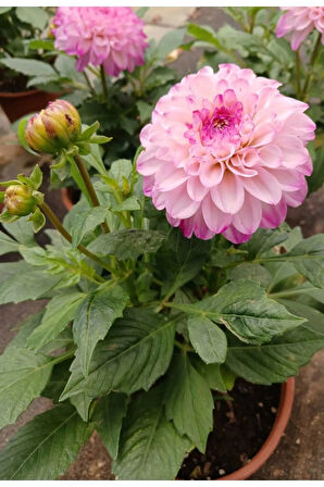 Akça Pembe Dalya Çiçeği Dahlia Variabilis