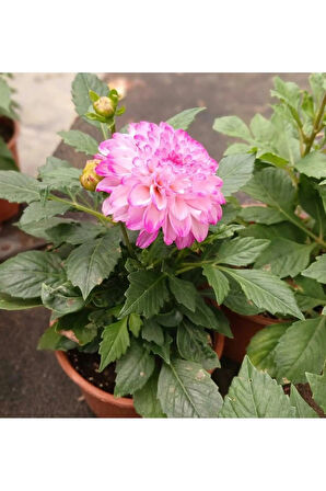 Akça Pembe Dalya Çiçeği Dahlia Variabilis