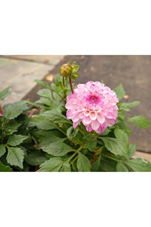 Akça Pembe Dalya Çiçeği Dahlia Variabilis