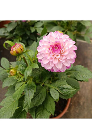 Akça Pembe Dalya Çiçeği Dahlia Variabilis