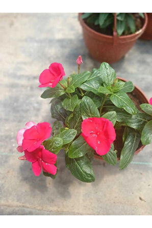 Saksıda Kırmızı Pervane Çiçeği 4 Mevsim Kalıcı - Catharanthus Roseus
