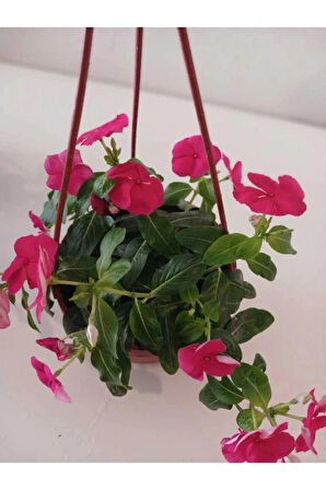 Saksıda Kırmızı Pervane Çiçeği 4 Mevsim Kalıcı - Catharanthus Roseus