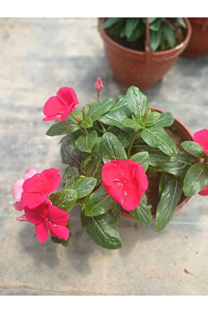 Saksıda Kırmızı Pervane Çiçeği 4 Mevsim Kalıcı - Catharanthus Roseus