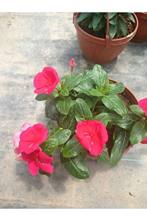Saksıda Kırmızı Pervane Çiçeği 4 Mevsim Kalıcı - Catharanthus Roseus