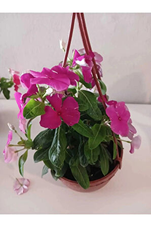 Saksıda Fuşya Pervane Çiçeği 4 Mevsim Kalıcı - Catharanthus Roseus