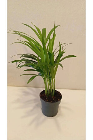  Feng Shui Mini Areka Palmiyesi 20-30 cm – Negatif Enerjiyi Uzaklaştıran Tropikal Hava