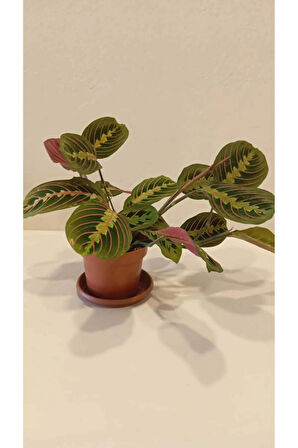 Maranta Erythroneura, Dua Çiçeği – Canlı Kırmızı Damar, Modern İç Mekan Bitkisi