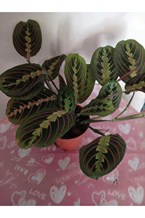 Maranta Erythroneura, Dua Çiçeği – Canlı Kırmızı Damar, Modern İç Mekan Bitkisi