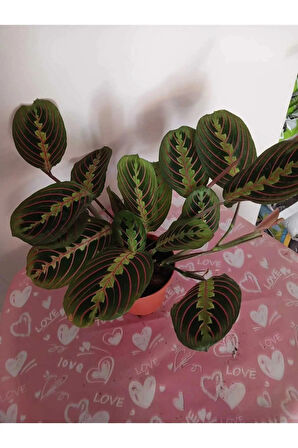 Maranta Erythroneura, Dua Çiçeği – Canlı Kırmızı Damar, Modern İç Mekan Bitkisi