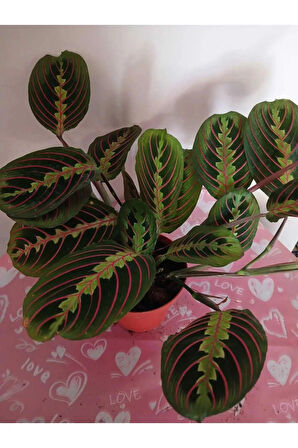 Maranta Erythroneura, Dua Çiçeği – Canlı Kırmızı Damar, Modern İç Mekan Bitkisi
