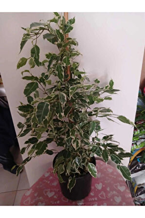 Ficus Benjamina Benjamin Bitkisi 80 cm – Şık Salon & Ofis Hava Temizleyici