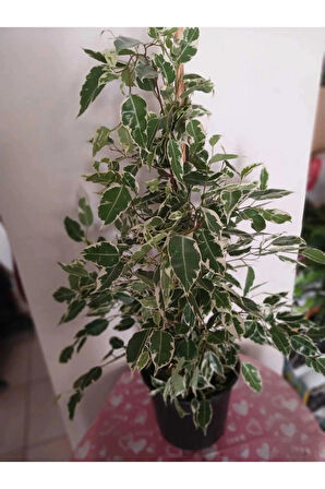 Ficus Benjamina Benjamin Bitkisi 80 cm – Şık Salon & Ofis Hava Temizleyici