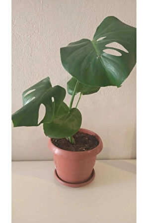 Doğal Hava Temizleyici Monstera Deliciosa- 50 cm. Deve Tabanı Bitkisi | Kahverengi Saksıda