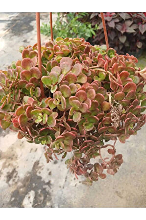 Calico Kitten Sukulent – Sarkık Saksı Crassula Pellucida ‘Variegata’, Krem-Pembe Kalp Yaprak