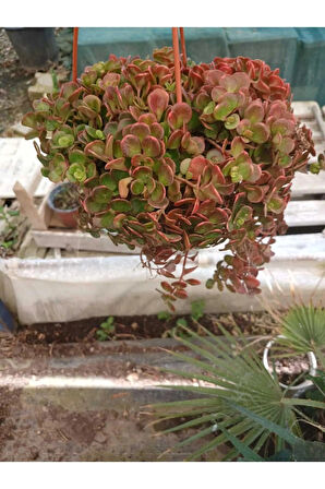 Calico Kitten Sukulent – Sarkık Saksı Crassula Pellucida ‘Variegata’, Krem-Pembe Kalp Yaprak