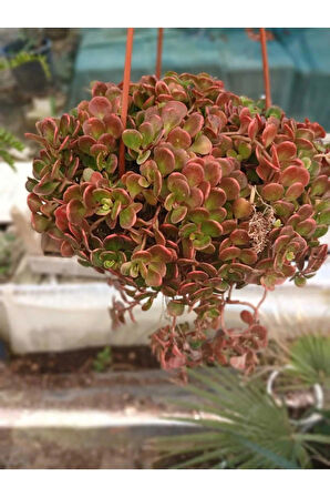 Calico Kitten Sukulent – Sarkık Saksı Crassula Pellucida ‘Variegata’, Krem-Pembe Kalp Yaprak