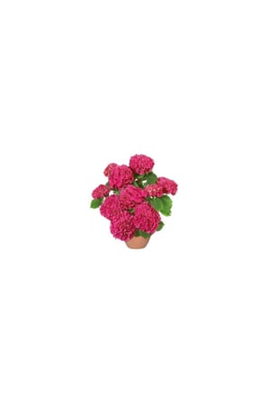 Ortanca Çiçeği Hydrangea Ev Ofis Çiçeği 10-20 cm