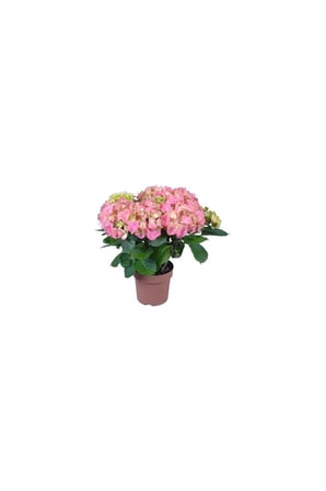 Ortanca Çiçeği Hydrangea Ev Ofis Çiçeği 10-20 cm
