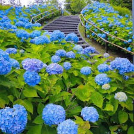Ortanca Çiçeği Hydrangea Ev Ofis Çiçeği 10-20 cm