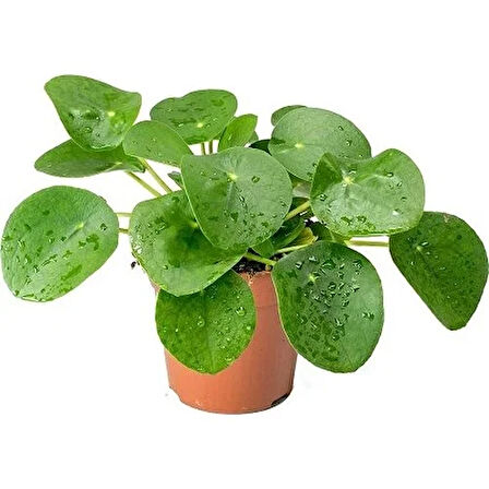 Pilea Peperomioides Çin Para Bitkisi Ev Ofis Salon Bitkisi 10-20 cm