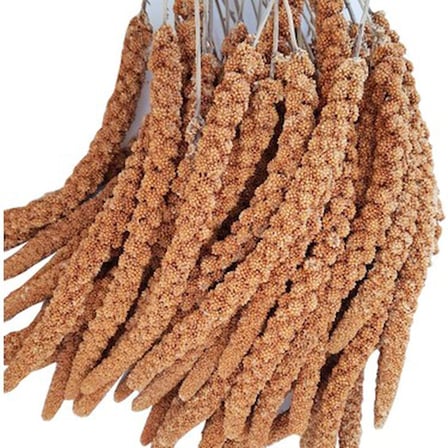 Bezos Kızıl Dal Darı 15 kg Koli BEZOS1