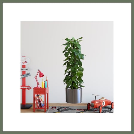 Bezos Saksılı Bitki Tasarımlı Yapışkanlı Sticker Resim 90*30 cm MC-665 BEZOS1