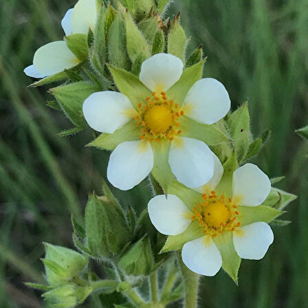 Ata Tohumları Geleneksel Potentilla Arguta Çiçeği Tohumu(20 Tohum)