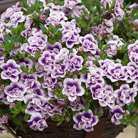 Calita Katmerli Double Blue Bicolor Milyonlar Çanı Calibrochoa Çiçeği Fidesi (1 adet)