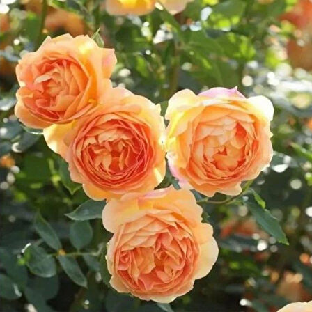 Tüplü Yediveren Kokulu Kayısı Tonlarında Aloha Rose Sarmaşık Gül Fidan