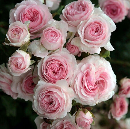 Tüplü Katmerli Blush Fc Soğuklara Dayanıklı Yediveren Gül Fidanı