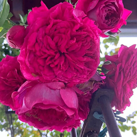 Tüplü Aşılı Yediveren Katmerli Laguna Fc Çok Goncalı Masal Gülü Fidanı