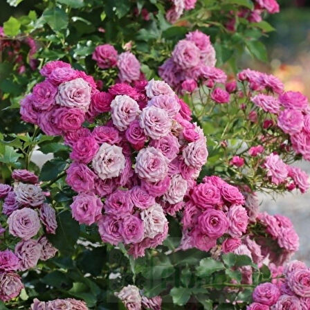 Tüplü Ramira Yediveren Çok Goncalı Masal Gülü Fidanı Gül Çemberi