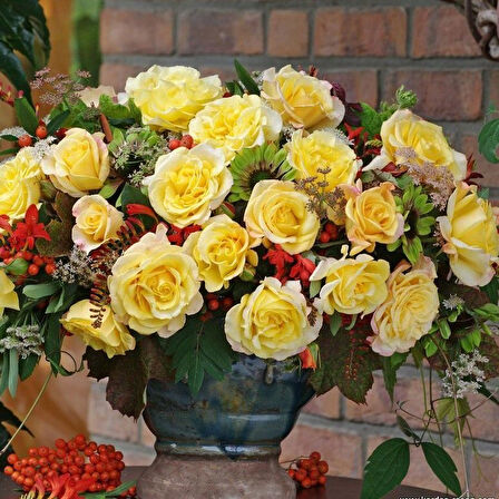 Tüplü Sunny Fc Yediveren Çok Goncalı Masal Gülü Fidanı