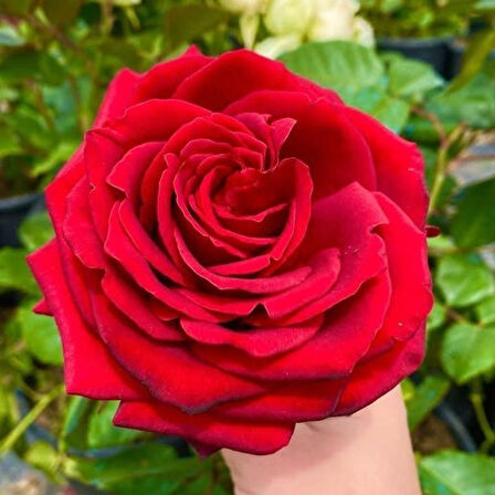 Tüplü İri Goncalı Soğuklara Dayanıklı Kokulu Venüs Yediveren Gül Fidanı