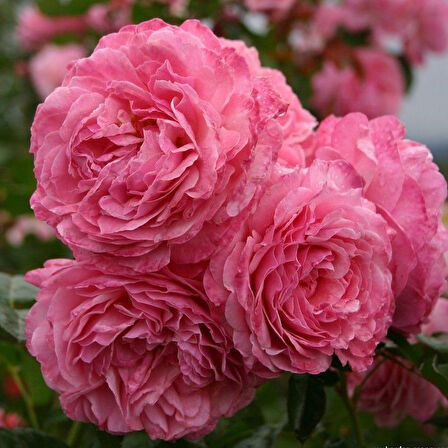 Tüplü Özel İri Goncalı Soğuklara Dayanıklı Lambart Gül Fidanı